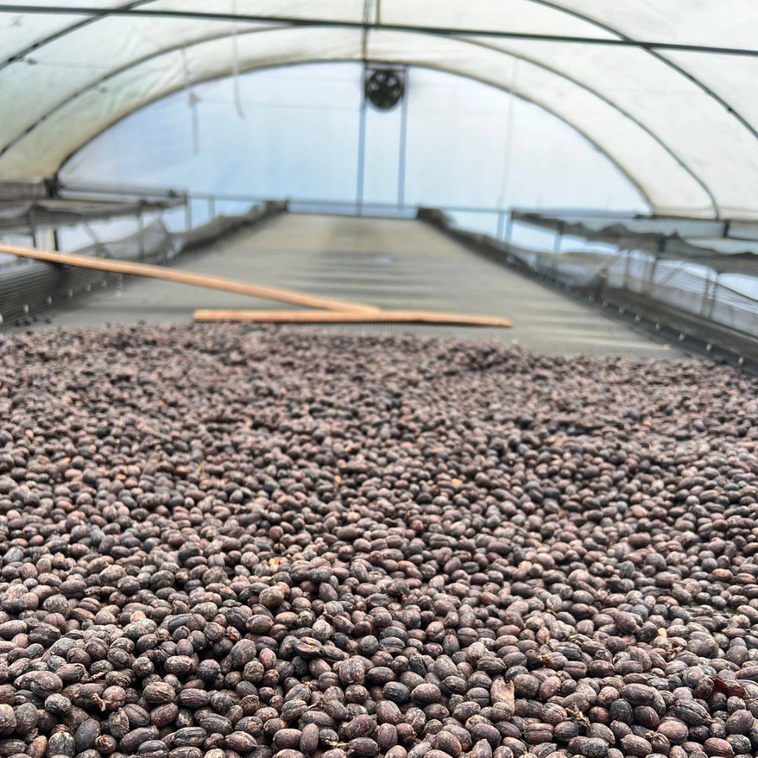 SUDÁN RUMÉ NATURAL