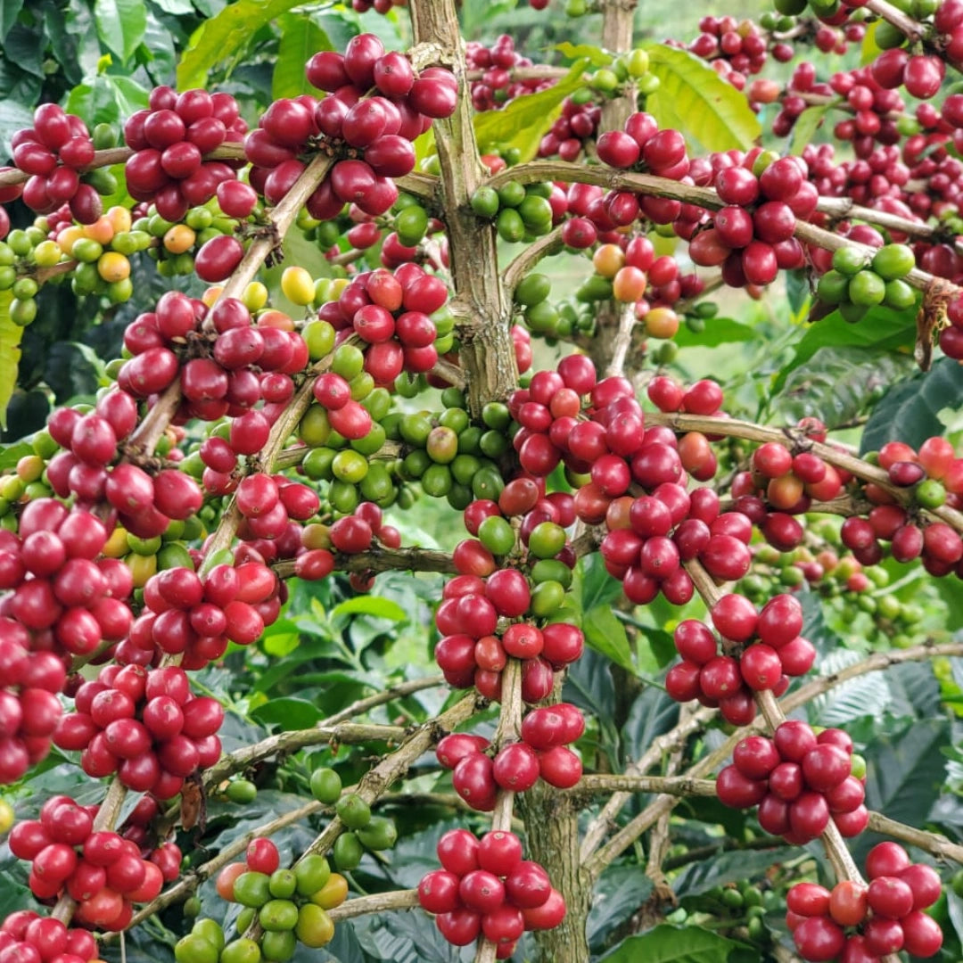 SUDÁN RUMÉ NATURAL