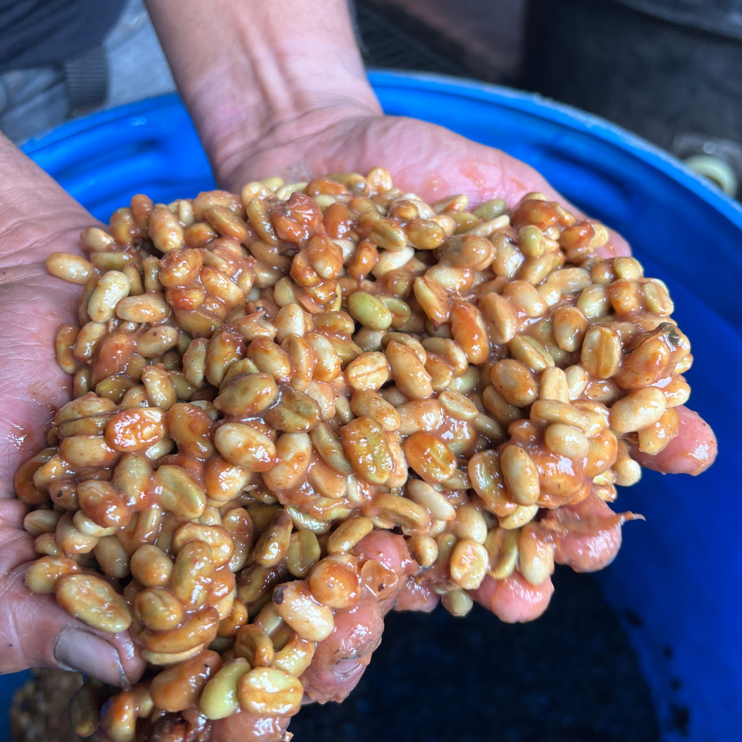 GEISHA CERRO AZUL HONEY