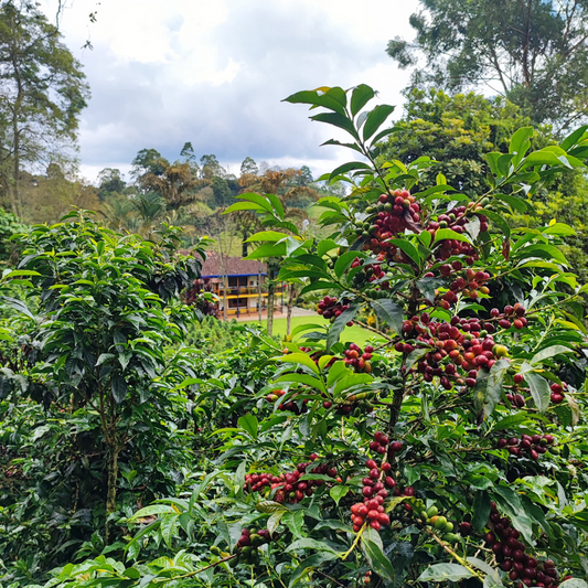 SUDAN RUMÉ HYBRID WASHED