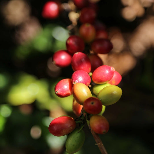 PACAMARA XO