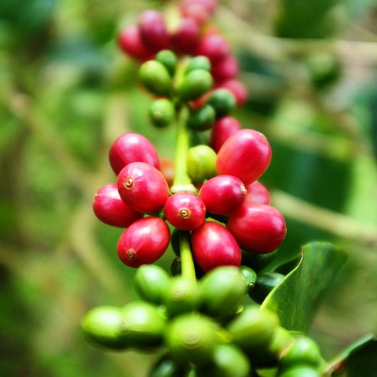 PACAMARA XO