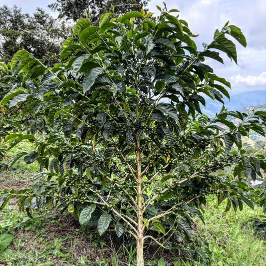 GEISHA CERRO AZUL NATURAL