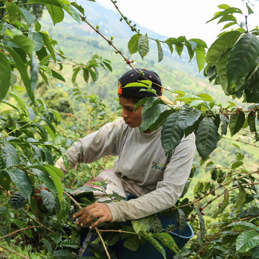 GEISHA CERRO AZUL HYBRID WASHED