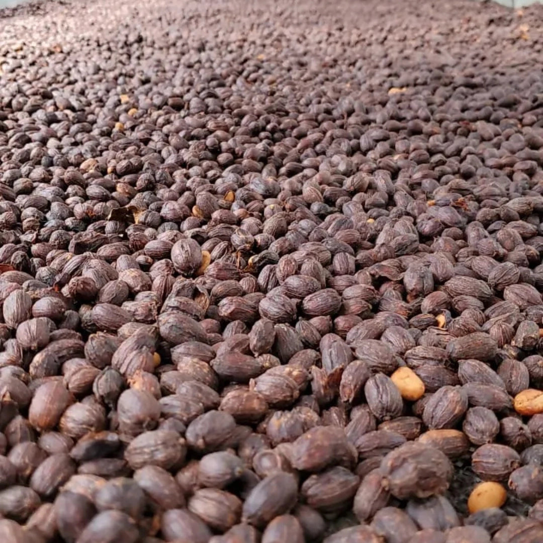 Photo of Geisha Natural Anaerobic