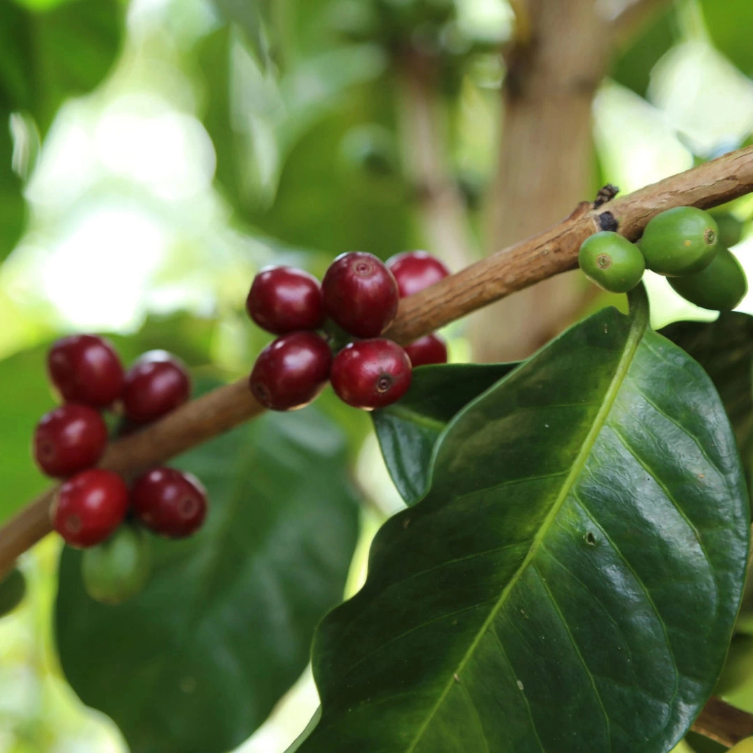 Photo of Java Natural
