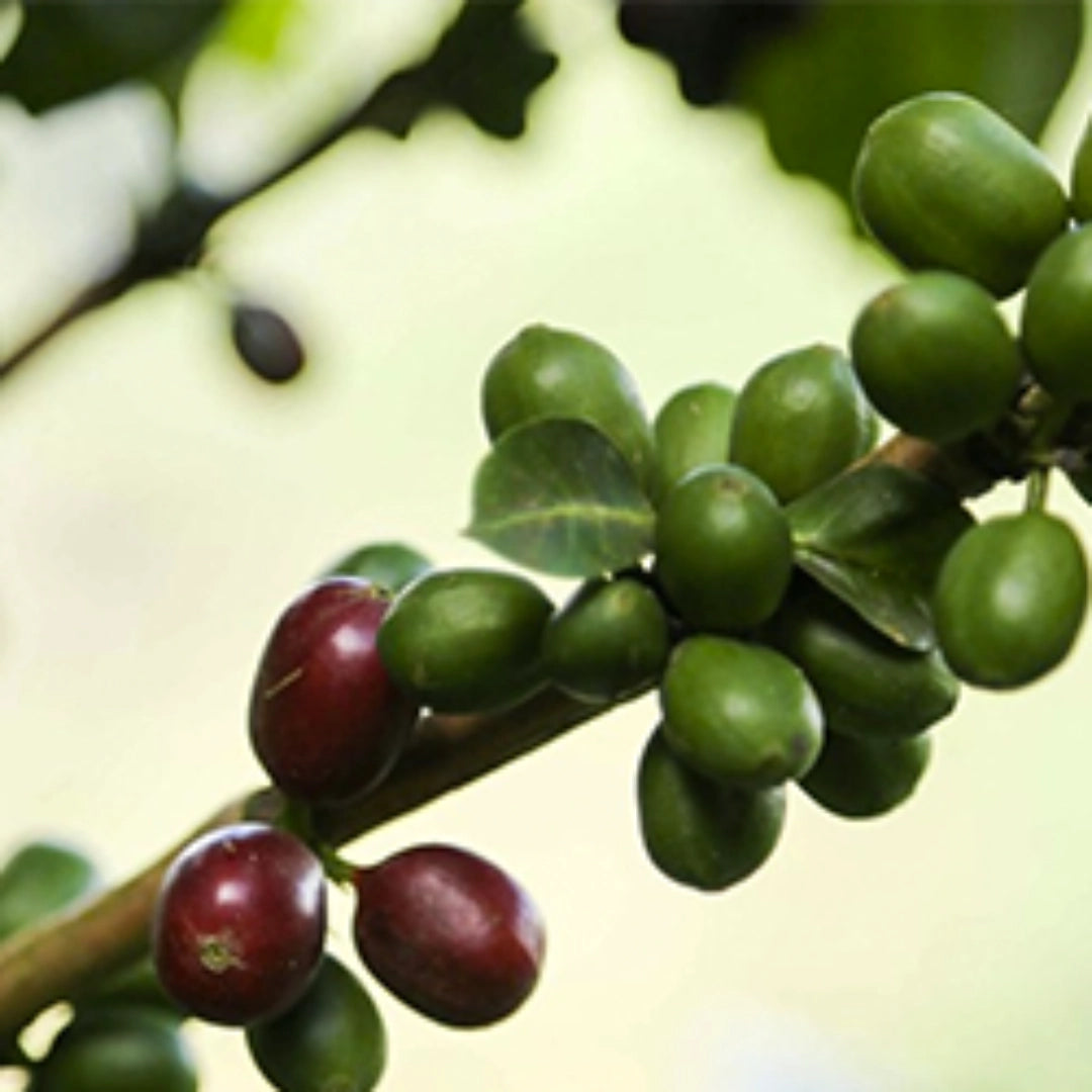 Photo of Mandela Natural Anaerobic