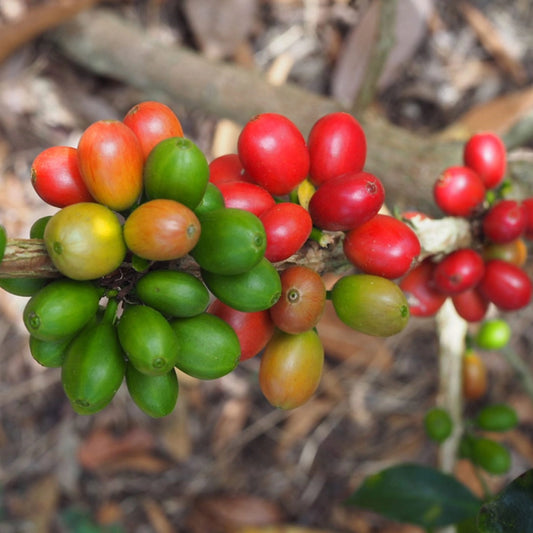 PACAMARA NATURAL